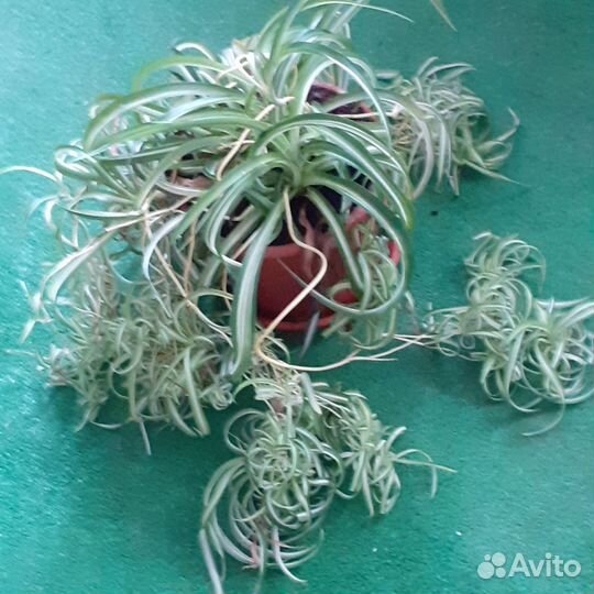 Комнатные растения цветы большие