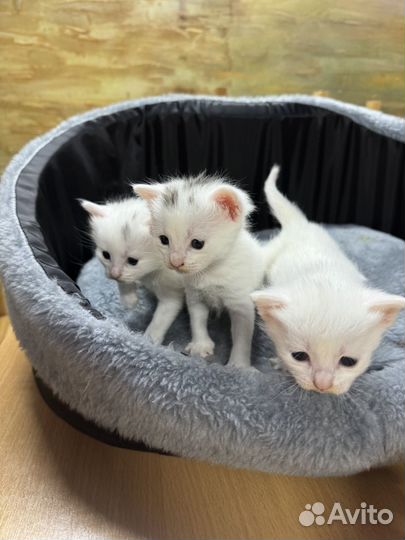 Белые котята