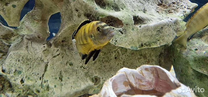 Рыба Цихлиды еллоу