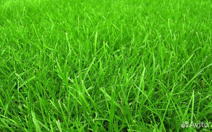 Трава газонная (Мятлик луговой)