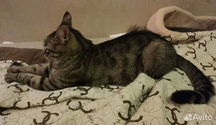 Кошечка 1 годик