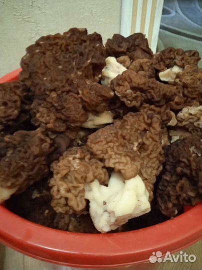 Сморчки и строчки свежие