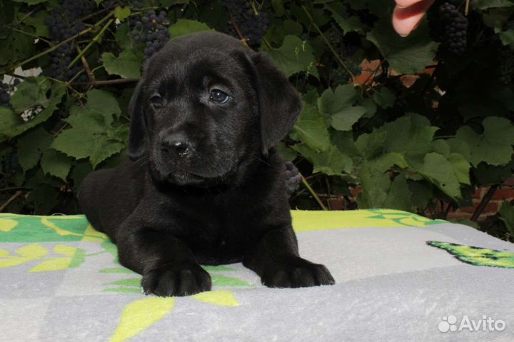 Щенки лабрадора
