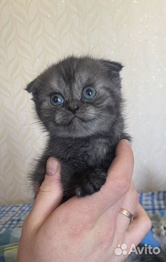Котята шотландцы