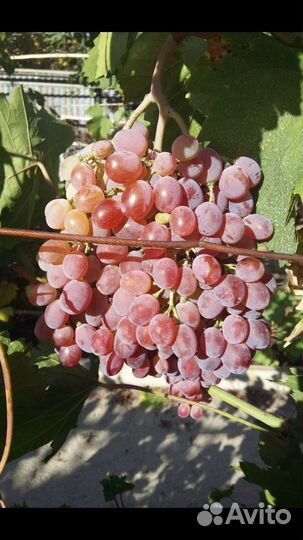 Саженцы винограда