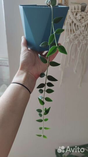 Комнатные растения цветы