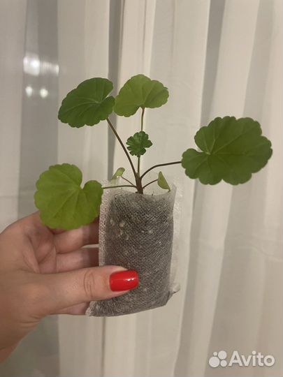 Пеларгония герань