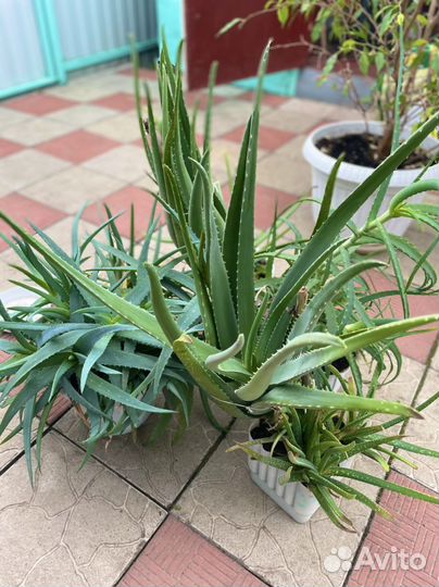 Алоэ лечебный