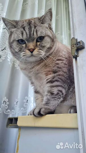 Передержка животных