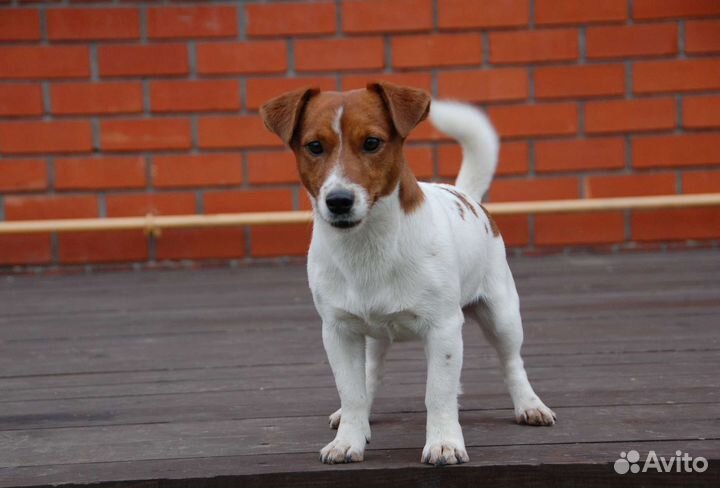 Дрт, племенной кобель, бесплатно