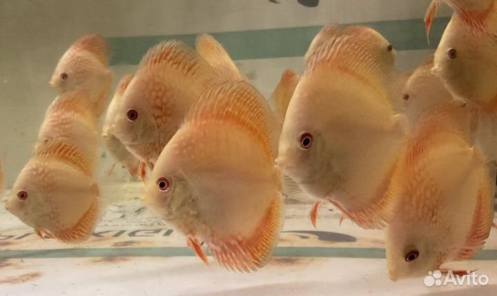 Дискусы: Туркисы, Пиджен, Золотая змея