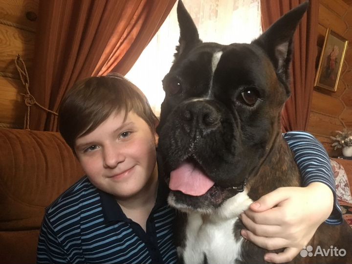 Вязка собак, порода боксёр