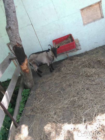 Молодая коза