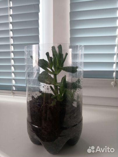 Крассула Голлум