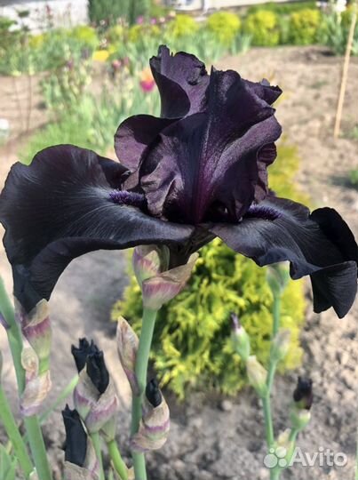 Ирис before the storm