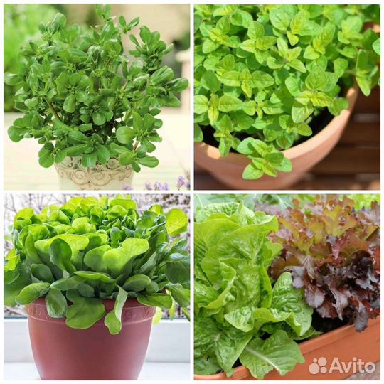 Семена зелени для балкона и подоконника