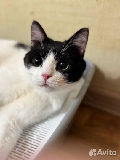 Котик в добрые руки