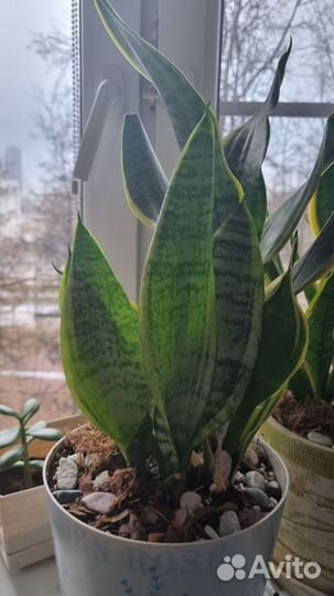 Сансевиерия футура суперба