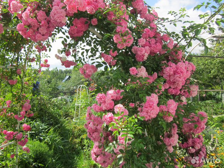 Плетистые розы