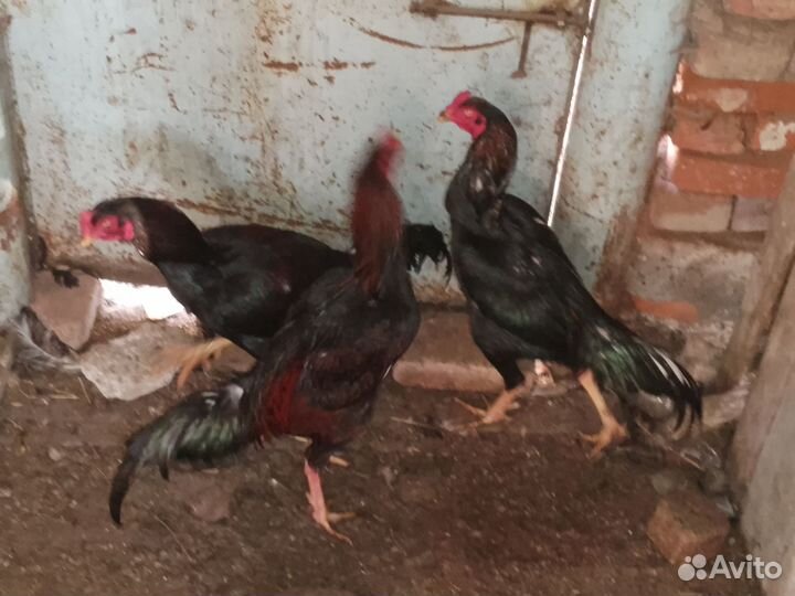 Бойцовые петухи