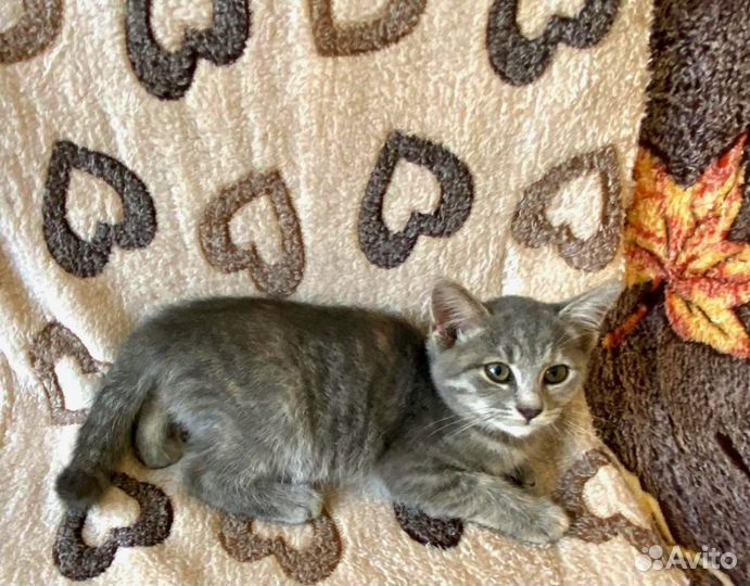 Ласковый котёнок Мышка в дар