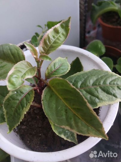 Фуксия,хойя три колор,плющевидные герани