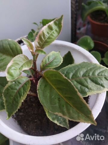 Фуксия,хойя три колор,плющевидные герани