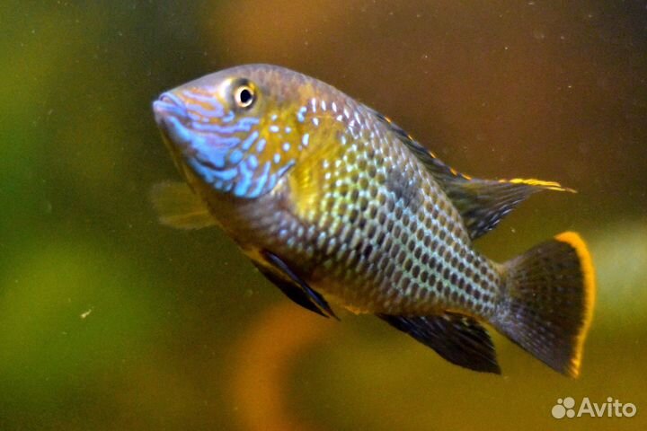Акара бирюзовая