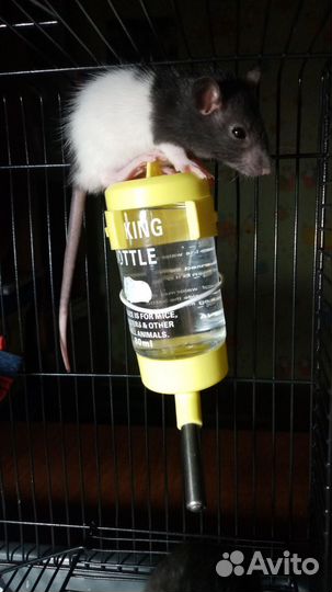 Крыса дамбо