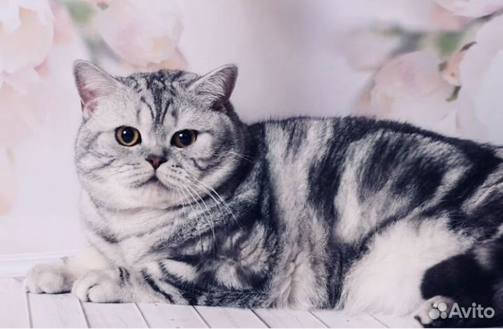 Передержка кошек