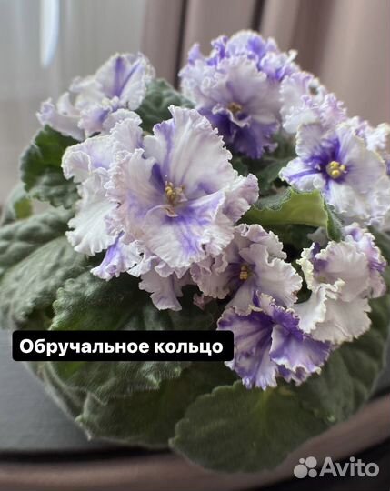 Сортовые фиалки