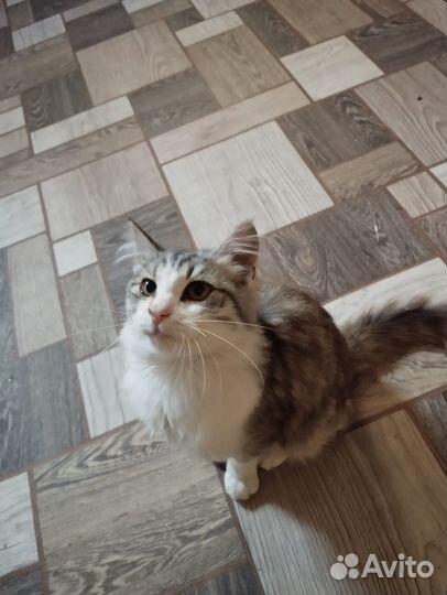 Котёнок мальчик помесь мейн кун в хорошие руки