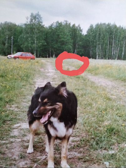 Участок 10 сот. (СНТ, ДНП)