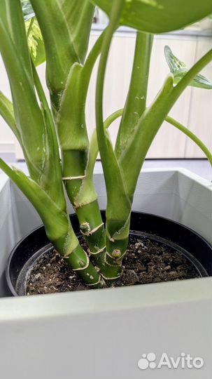 Диффенбахия Тропик сноу