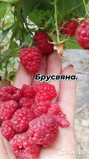 Ремонтантная малина