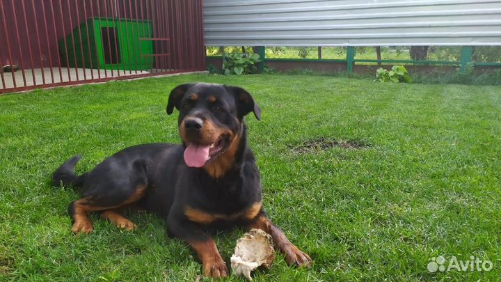 Газон универсальный / Владимир