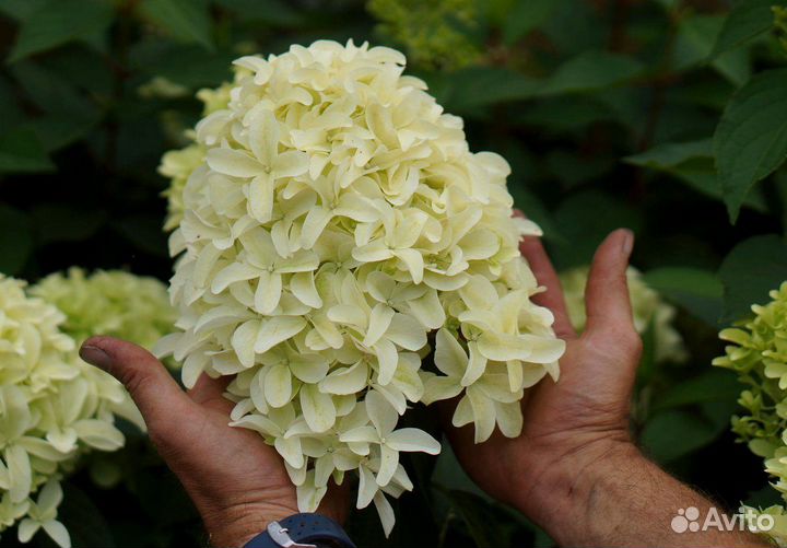 Гортензии садовые
