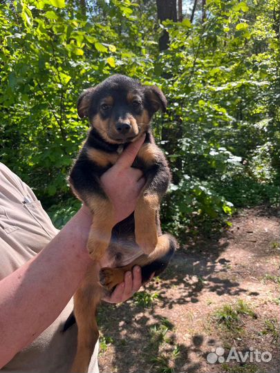 Щенок ищет дом