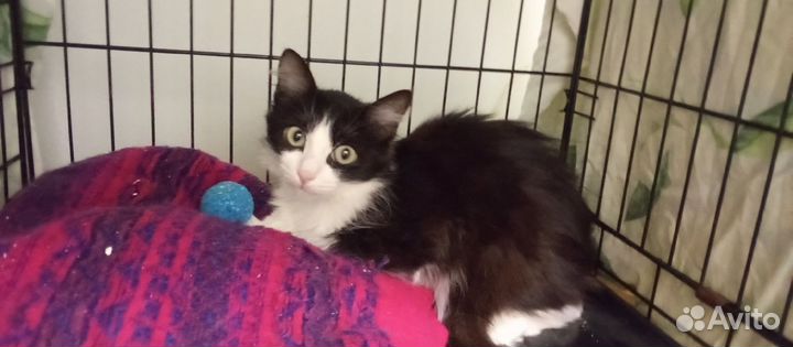 Кошечка- подросток в добрые руки