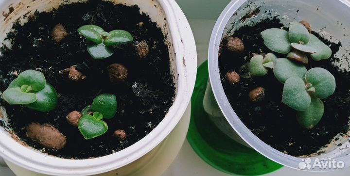 Декабристы, цвет красный и розовый и толстянка