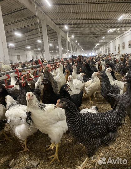 Светильник светодиодный