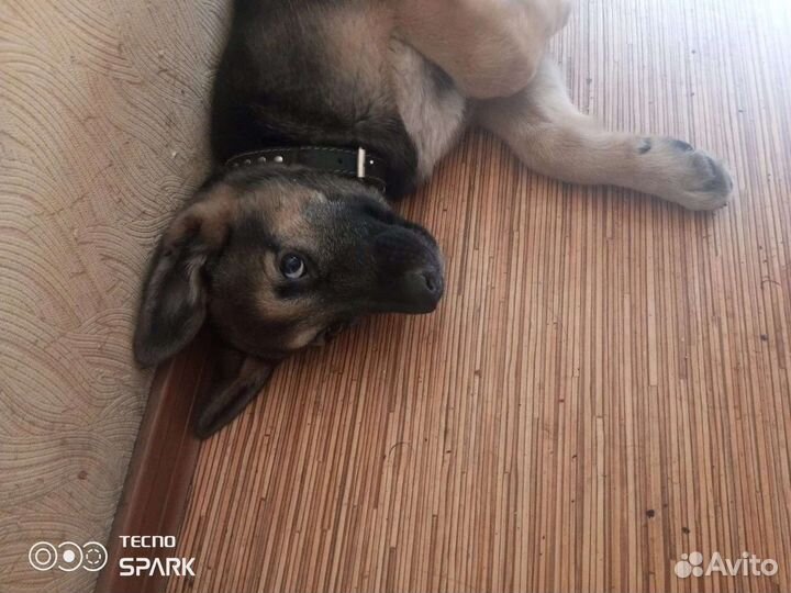 Щенки немецкой овчарки
