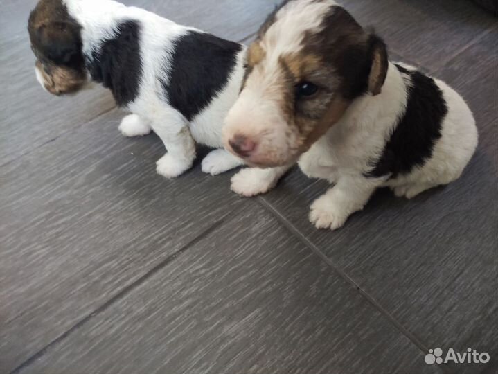 Щенки фокстерьера жескошерстый