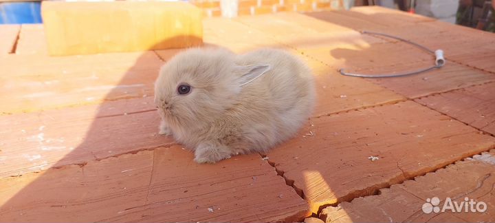 Крольчата месячные, карликовые