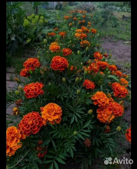 Рассада бархатцев