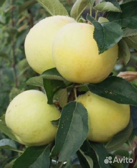 Саженцы плодовых деревьев