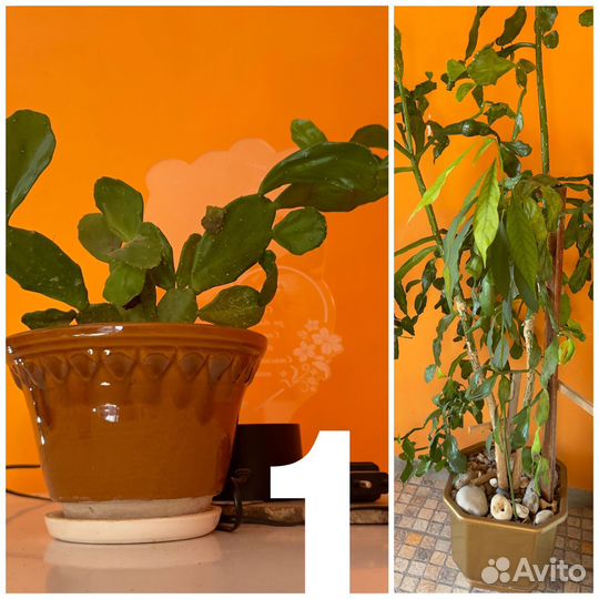 Кактусы,комнатные растения