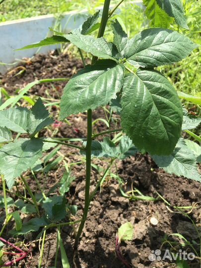 Саженцы ежевики