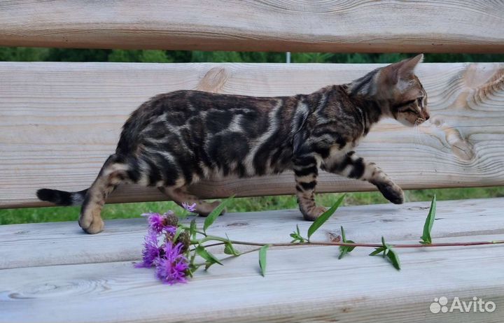 Бенгальская