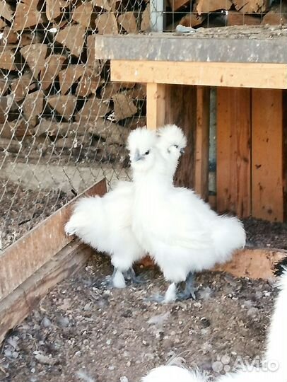 Петушки и курочки китайские шелковые